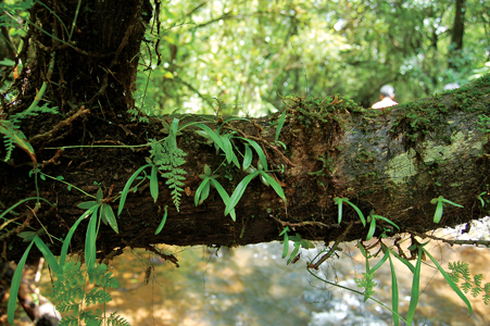 Rediscovered-A vulnerable Spiderwort
